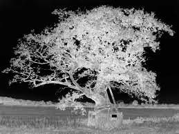 Kett's Oak